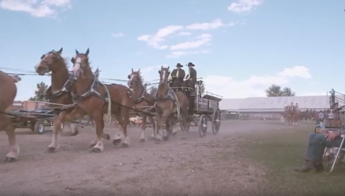 Photo Gallery Big Sky Draft Horse Expo